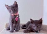 Russian Blue kittens - Russian Blue Kitten For Sale - Columbia&comma; MD&comma; US