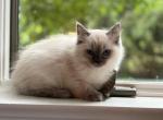 Rascal - Ragdoll Kitten For Sale - Stevens&comma; PA&comma; US