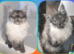 Tsunami polydactyl - Maine Coon Kitten For Sale - Renton&comma; WA&comma; US