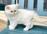 Cream point blue eyes - Persian Kitten For Sale - Nunda&comma; NY&comma; US