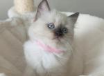 Polly - Ragdoll Kitten For Sale - 
