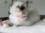 Polly - Ragdoll Kitten For Sale - Monroe&comma; NC&comma; US
