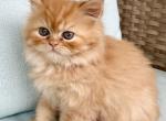 Orange tabby Taco - Persian Kitten For Sale - Nunda&comma; NY&comma; US