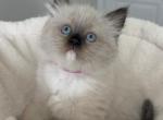 Ruby - Ragdoll Kitten For Sale - 