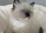 Ruby - Ragdoll Kitten For Sale - 