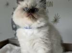 Onyx - Ragdoll Kitten For Sale - Monroe&comma; NC&comma; US