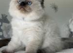 Onyx - Ragdoll Kitten For Sale - 