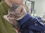 Empanada - Domestic Kitten For Adoption - Brooklyn&comma; NY&comma; US
