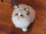 seal lynx bicolor - Ragdoll Kitten For Sale - Bristow&comma; VA&comma; US