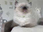 Ash - Ragdoll Kitten For Sale - 
