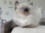 Ash - Ragdoll Kitten For Sale - Monroe&comma; NC&comma; US