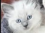 Blue point and flame point balinese kittens - Balinese Kitten For Sale - Algonquin&comma; IL&comma; US