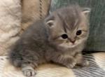 Milo - Persian Kitten For Sale - Parma&comma; OH&comma; US