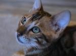 Dark Boy - Bengal Kitten For Sale - GA&comma; US
