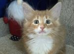 Tigger - Norwegian Forest Kitten For Sale - Arpin&comma; WI&comma; US