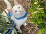 Avalanche - Khao Manee Cat For Sale - OK&comma; US