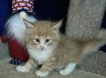 Rosie - Norwegian Forest Kitten For Sale - Arpin&comma; WI&comma; US