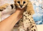 Savannah Savannah F1 boy - Savannah Kitten For Sale - Grant Valkaria&comma; FL&comma; US