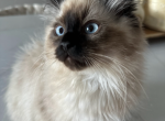 Cocoa - Ragdoll Cat For Sale - Aurora&comma; IL&comma; US