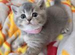 Hera - British Shorthair Kitten For Sale - 