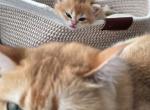 Mochi - British Shorthair Kitten For Sale - San Diego&comma; CA&comma; US