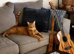 Jonesy - American Shorthair Cat For Adoption - Cedar Lake&comma; IN&comma; US