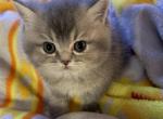 Zeus - British Shorthair Kitten For Sale - 