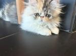 Female Persian half black face half tan - Persian Kitten For Sale - Las Vegas&comma; NV&comma; US