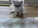 chinchilla persian fancy feast kittens - Persian Kitten For Sale - Barrington&comma; IL&comma; US