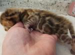 Kasha Brown rosetted bengal kitten available - Bengal Kitten For Sale - FL&comma; US