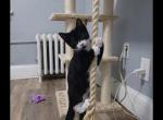 Biscuit - Domestic Kitten For Sale - 