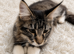 Aramis - Maine Coon Kitten For Sale - Susanville&comma; CA&comma; US