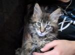 Athos - Maine Coon Kitten For Sale - Susanville&comma; CA&comma; US