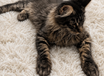 Parthos - Maine Coon Kitten For Sale - Susanville&comma; CA&comma; US