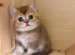 British Golden Kittens - British Shorthair Kitten For Sale - 