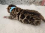 Loki Brown rosetted bengal kitten for sale - Bengal Kitten For Sale - 