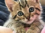 bengal - Bengal Kitten For Sale - 