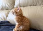 orange bengal kitten - Bengal Kitten For Sale - 