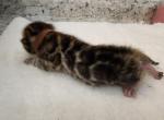 Thor Red rosetted bengal kitten for sale - Bengal Kitten For Sale - FL&comma; US