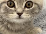 british male - British Shorthair Kitten For Sale - 