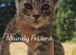 Hawthorn - Maine Coon Kitten For Sale - Rainier&comma; OR&comma; US