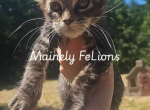Marigold - Maine Coon Kitten For Sale - 