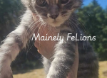 Fern - Maine Coon Kitten For Sale - Rainier&comma; OR&comma; US