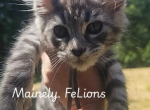 Spruce - Maine Coon Kitten For Sale - Rainier&comma; OR&comma; US