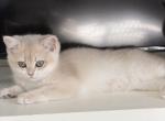 british female - British Shorthair Kitten For Sale - 