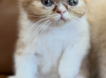 Exotics shorthair Persian - Exotic Kitten For Sale - Carlsbad&comma; CA&comma; US