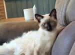 KAI - Siamese Kitten For Sale - Maclean&comma; VA&comma; US