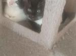 Daisy - Domestic Kitten For Adoption - Parkland&comma; WA&comma; US