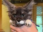 Brooks - Maine Coon Kitten For Sale - Rogersville&comma; MO&comma; US