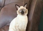 KAIA - Siamese Kitten For Sale - Maclean&comma; VA&comma; US
